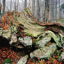 Baumstumpf mit Struktur