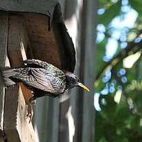 Star am Starenkasten