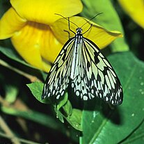 weiße Baumnymphe ( idea leuconoe clara )
