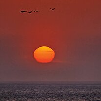 Vögel fliegen durch die aufgehende Sonne