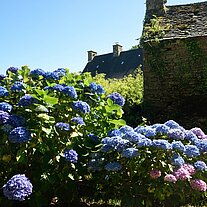 Hortensien mit alten Granithäusern