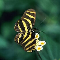 Zebrafalter ( Heliconius charitonius)