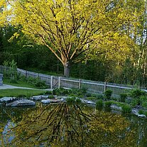 Eiche spiegelt sich im Weiher