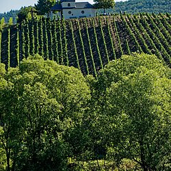 Kapelle im Weinberg